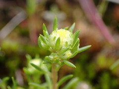 Siloxerus multiflorus