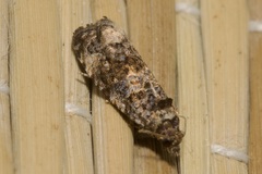 Endothenia