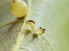 Caryomyia flaticrustum