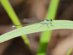 Ischnura pruinescens