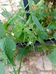 Epilobium pseudorubescens