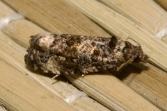 Endothenia
