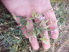 Oxytropis glabra