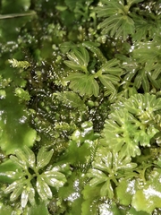 Hymenophyton