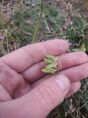 Oxytropis glabra