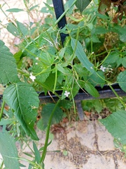 Epilobium pseudorubescens