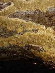 Steccherinum ochraceum