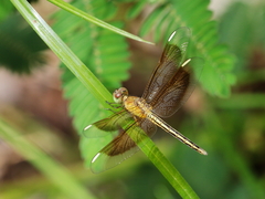 Neurothemis stigmatizans