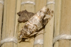 Lobesia botrana