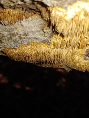 Steccherinum ochraceum