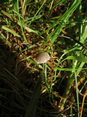 Mycena galopus