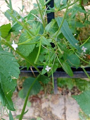 Epilobium pseudorubescens