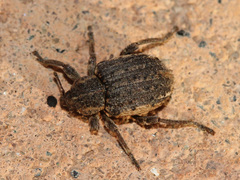 Brachypera zoilus