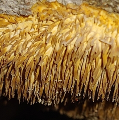 Steccherinum ochraceum