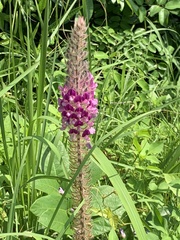 Uraria crinita