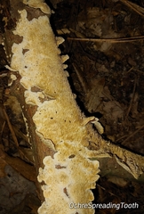 Steccherinum ochraceum