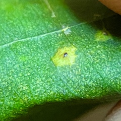 Caryomyia ovalis