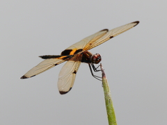 Rhyothemis phyllis