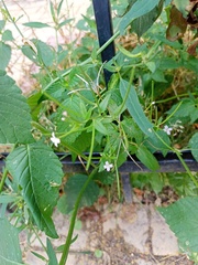 Epilobium pseudorubescens