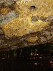 Steccherinum ochraceum