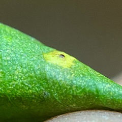 Caryomyia ovalis