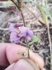 Oxytropis glabra