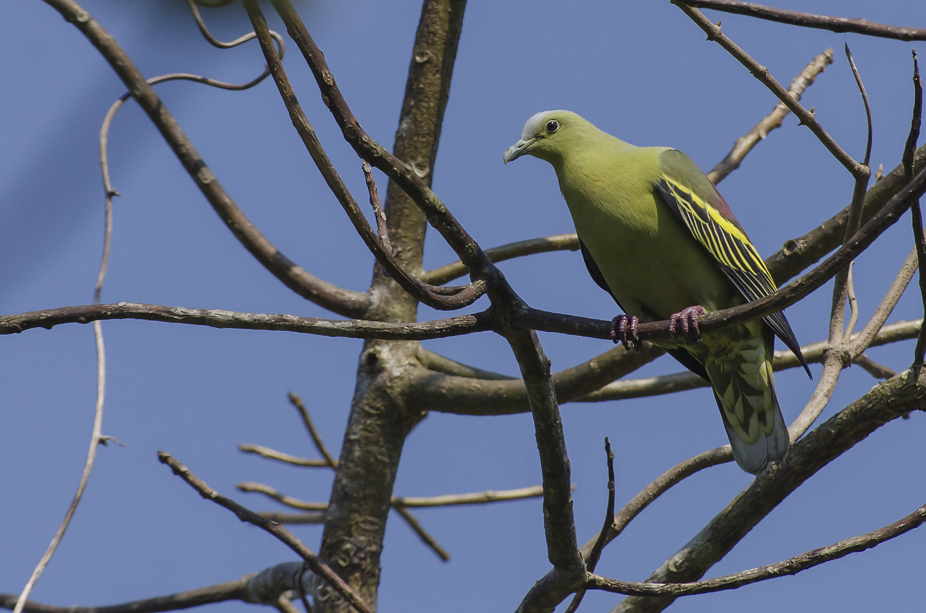 Andaman Green-Pigeon illustration