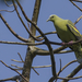 Andaman Green-Pigeon - Photo (c) Balaji Venkatesh Sivaramakrishnan, some rights reserved (CC BY-NC-SA)