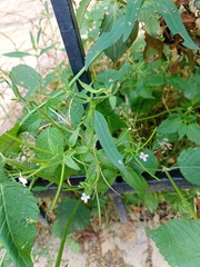 Epilobium pseudorubescens