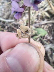 Oxytropis glabra