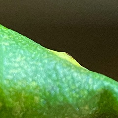 Caryomyia ovalis
