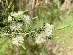 Melaleuca ericifolia
