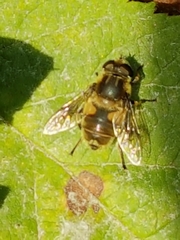 Eristalis anthophorina