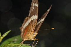 Anartia fatima