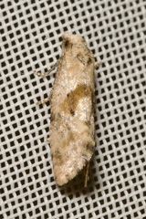 Cochylidia heydeniana