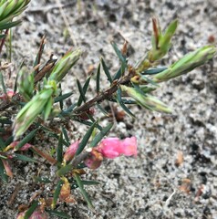 Brachyloma ericoides