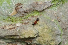 Camponotus texanus