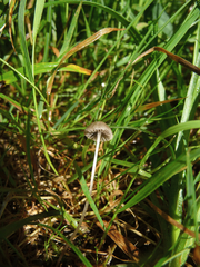 Mycena galopus