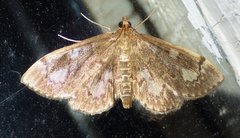 Anania tertialis
