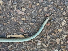 Dendrelaphis punctulatus