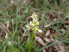 Stackhousia
