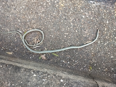 Dendrelaphis punctulatus