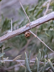 Halodiplosis sarcobati