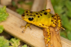 Oophaga pumilio