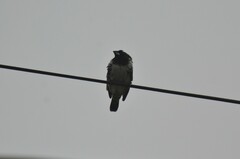 Spermestes cucullata