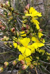 Hibbertia virgata
