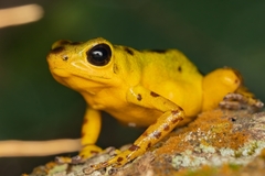 Oophaga pumilio