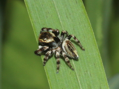 Maratus scutulatus