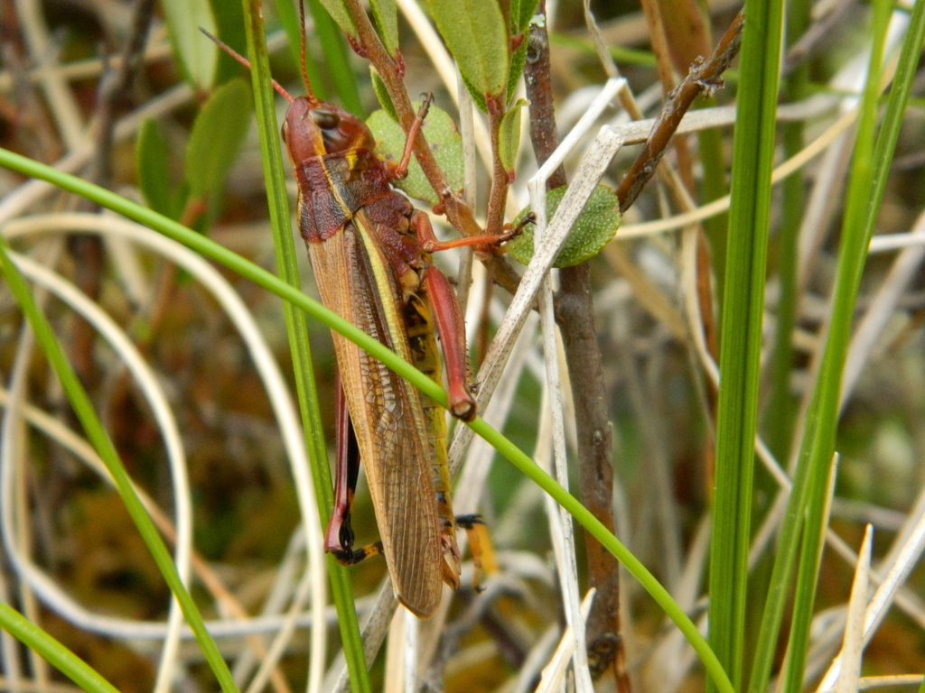Striped Sedge Grasshopper