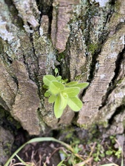 Cerastium glomeratum